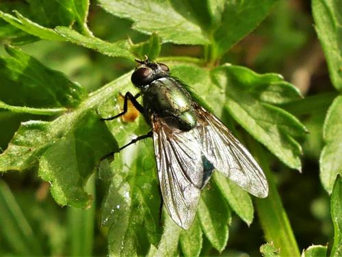 Réf. 278 165 : Eudasyphora cyanella